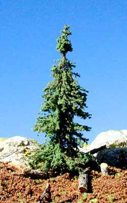 IMAGETIMBERLINEGREEN.JPG